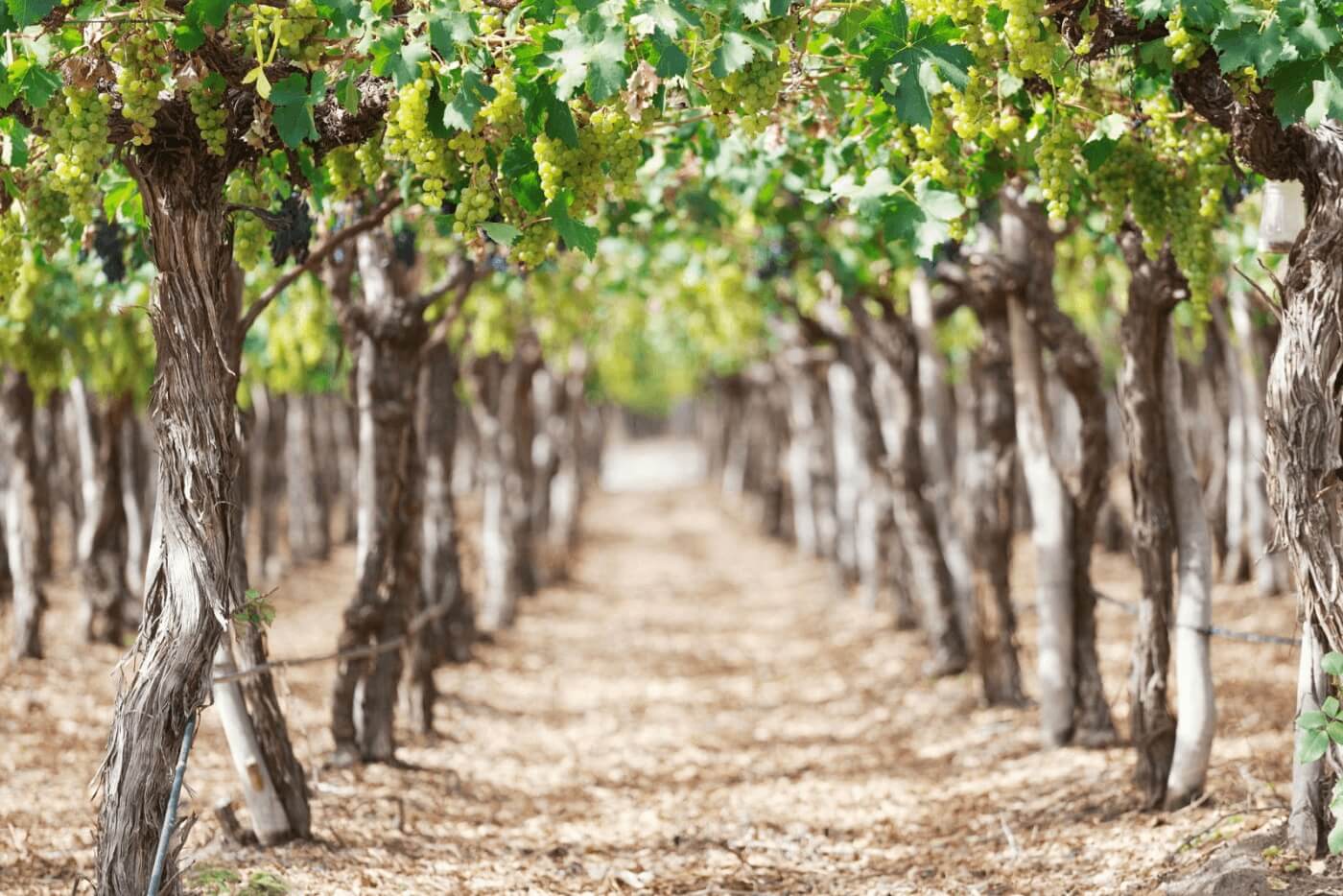 Weinreben